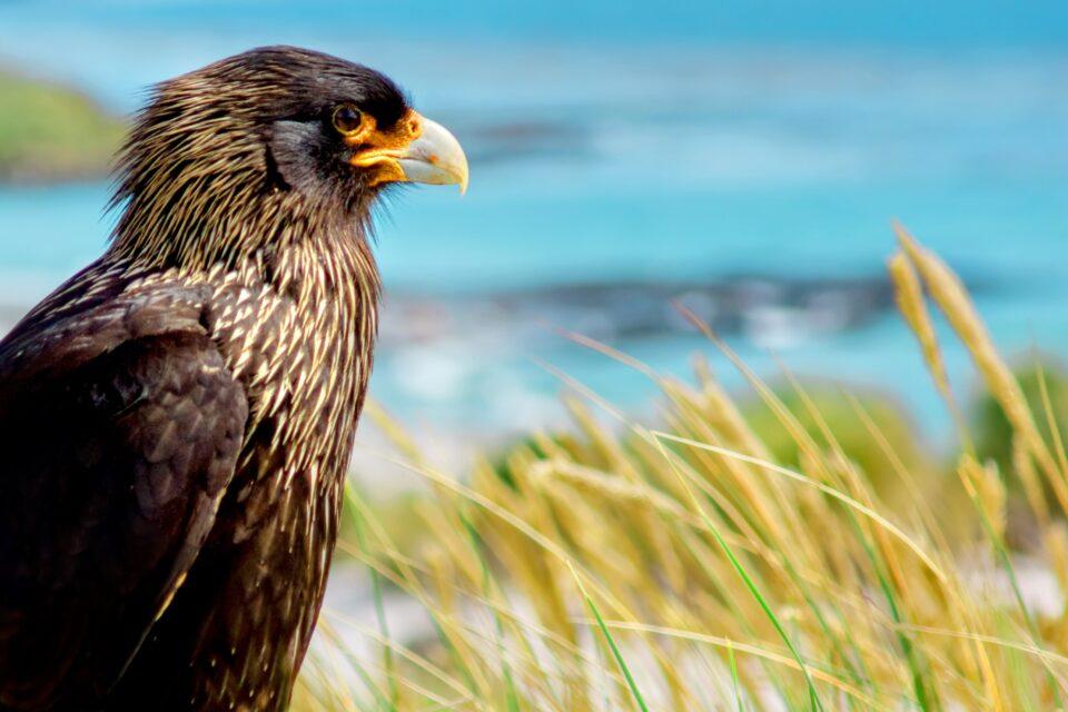 Wild falcons are as smart as parrots and eager to show it
