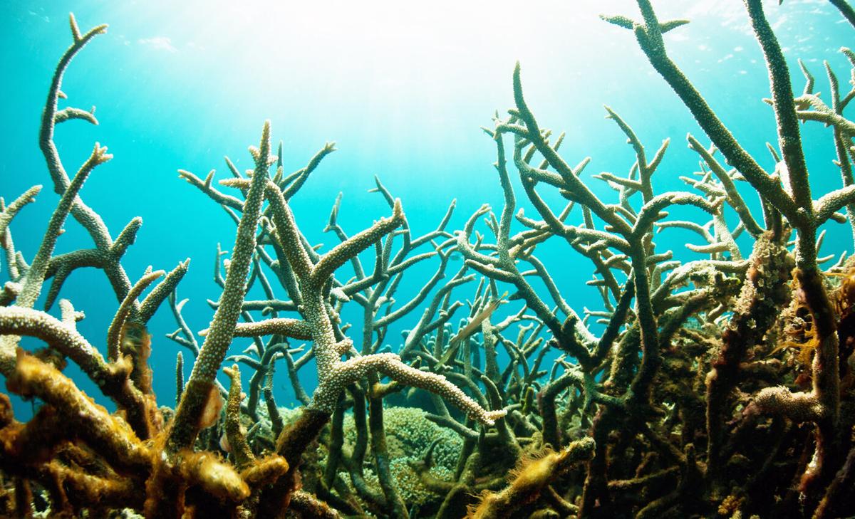 Ripple effects of climate change have created a 'new ocean'