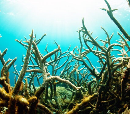 A,Field,Of,Staghorn,Corals,(acropora,Sp.),Provides,A,Thicket