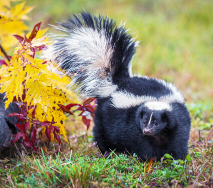 Striped,Skunk,(mephitis,Mephitis),Turns,Left,Tail,Up,Autumn,-