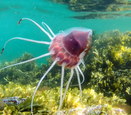 Helmet-jellyfish.jpg