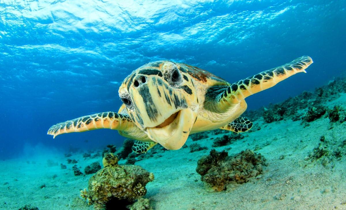 How temperature extremes change the distribution of species