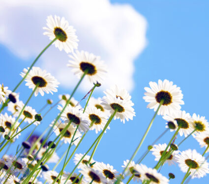 White,Summer,Daisies,Reaching,Towards,Blue,Sky