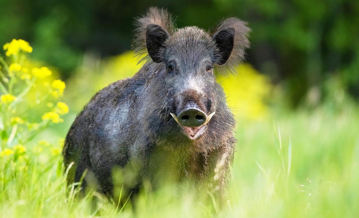 Ecological train wreck: "Super pigs" from Canada pose a growing threat to the U.S.