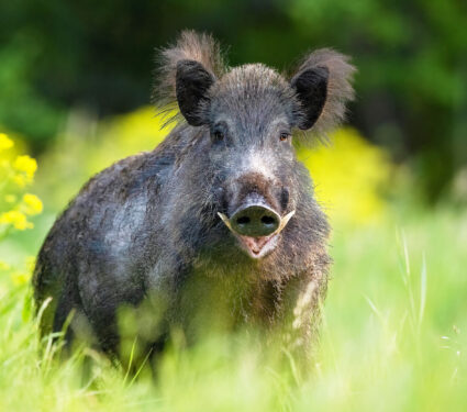Big,Male,Wild,Boar,With,Tusks,At,Summer,Scenery