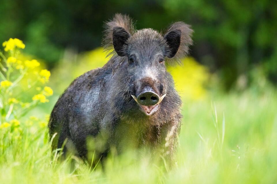 Ecological train wreck: "Super pigs" from Canada pose a growing threat to the U.S.