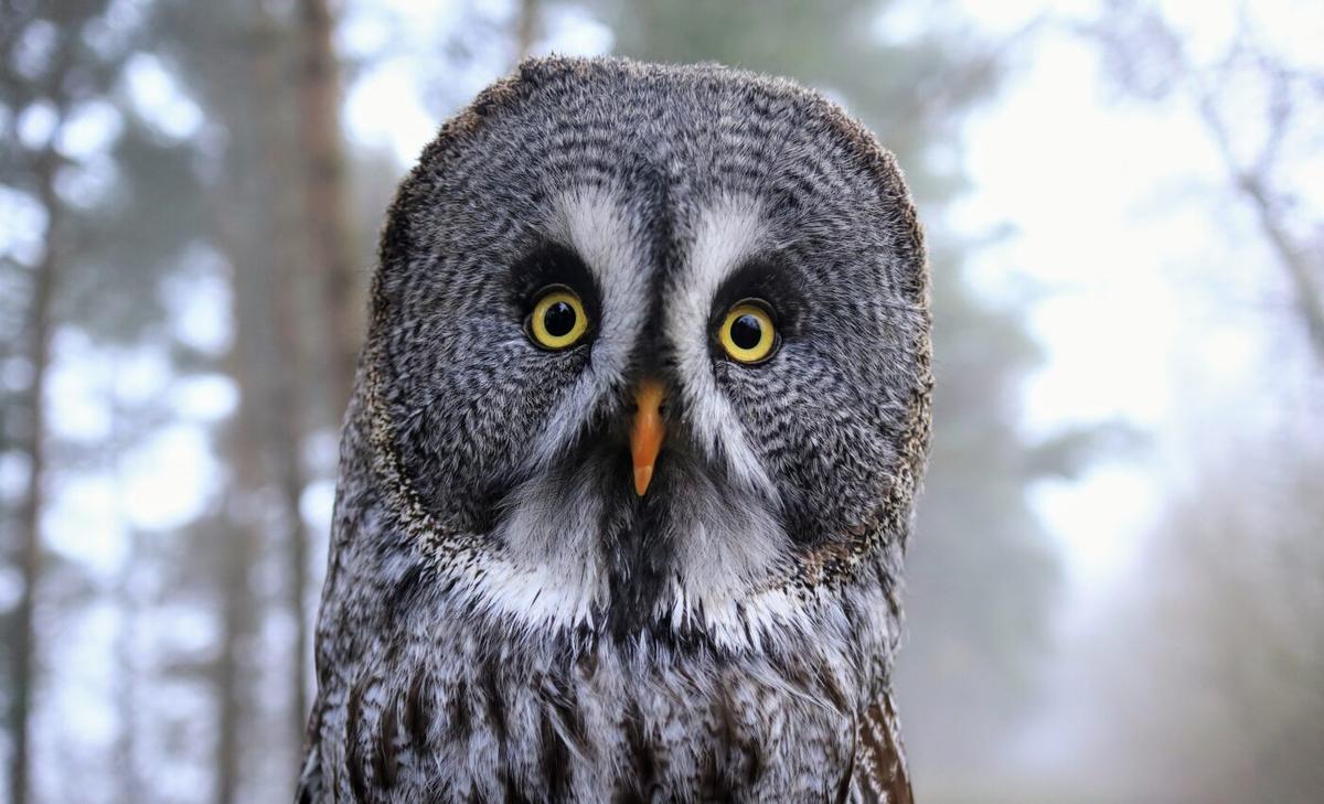 How did the California megafires impact wildlife habitats?