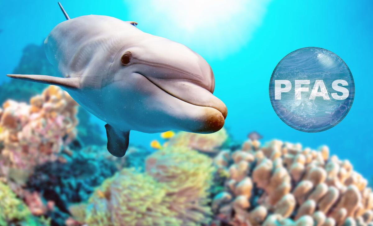 Endangered dolphins suffer from highest levels of PFAS "forever chemicals"