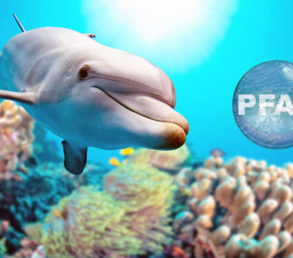 Dolphin,Underwater,On,Reef,Background,Looking,At,You