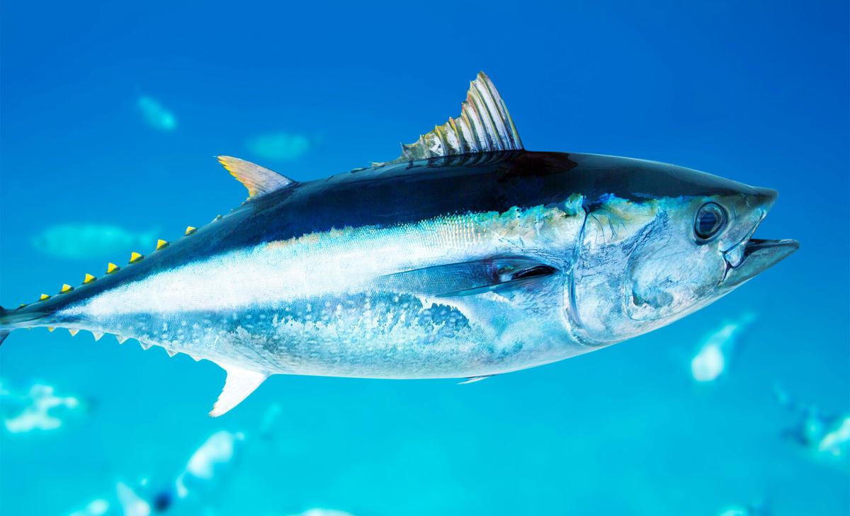 Bluefin tuna, a sushi delicacy, will likely be extinct within 50 years