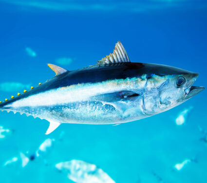 2023/11/bluefin-tuna_ocean_1-3medium.jpg