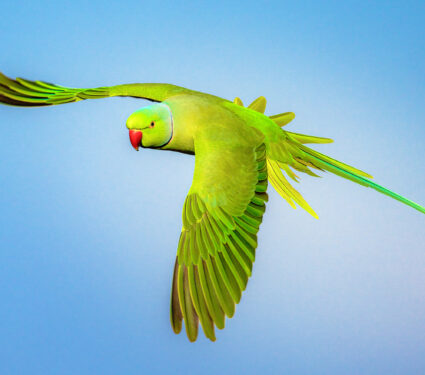 Monk,Parakeet,Welcoming,The,Spring