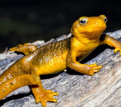 Taricha-newts.jpg