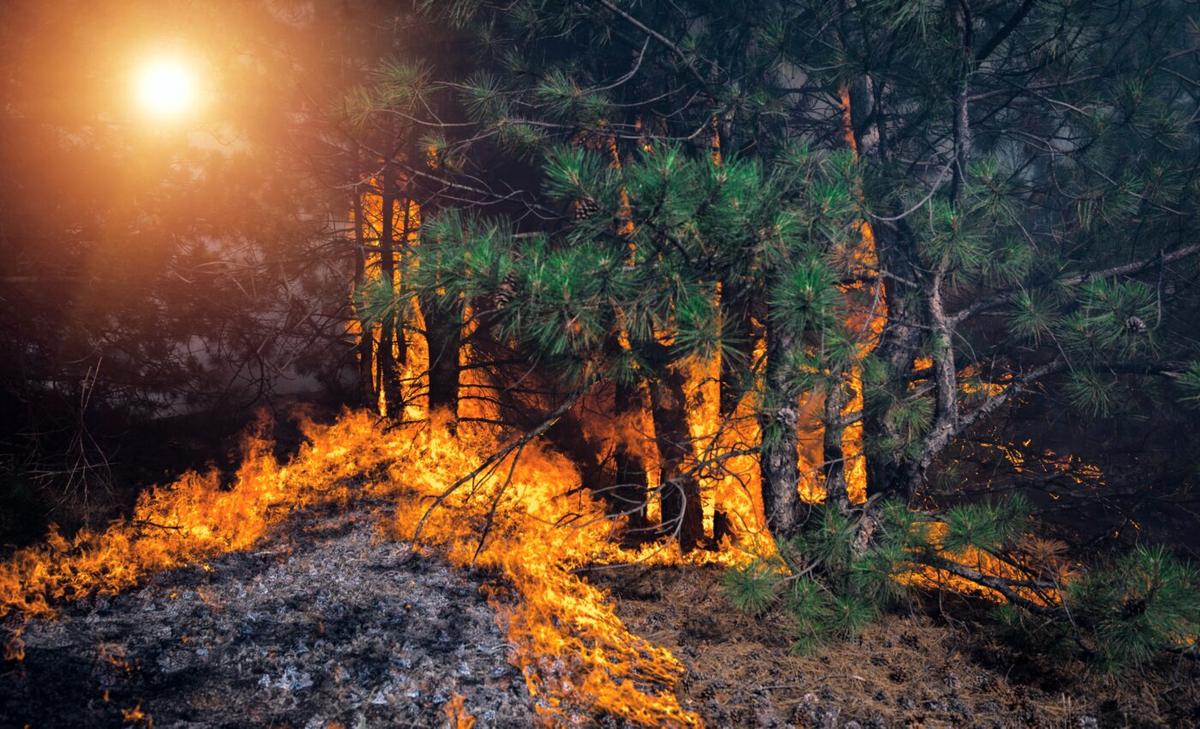 Low-intensity fires reduce the risk of catastrophic wildfires by 60 percent 