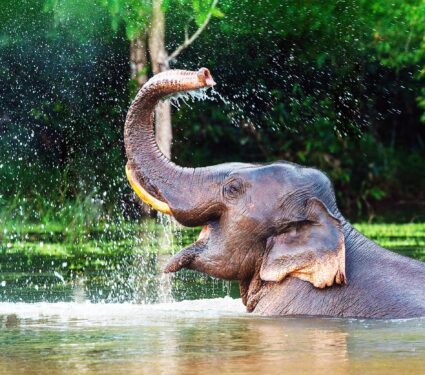 A,Male,Asian,Elephant,Is,Enjoying,Bathing.