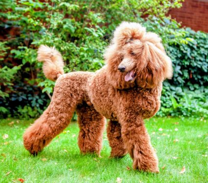 Dog-lifespan.jpg