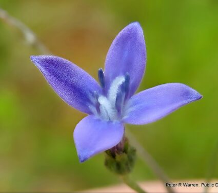 Flower-super-power.jpg