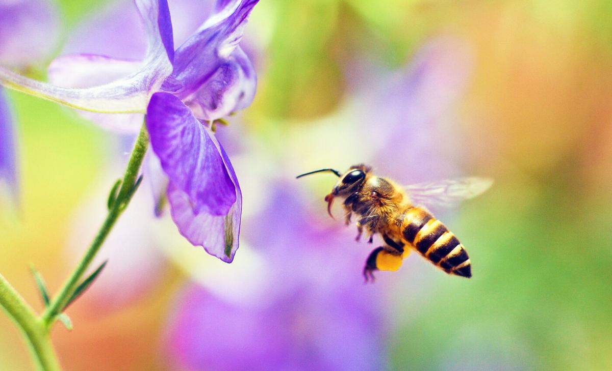 Which came first, bee venom or bee stingers?