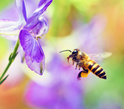 Honey,Bee,Flying,To,The,Flower