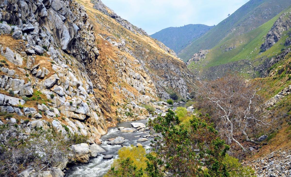 California’s weather extremes found in 600-year-old tree rings