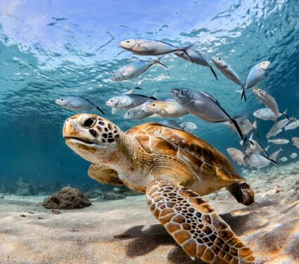 Ocean-oxygen3.jpg