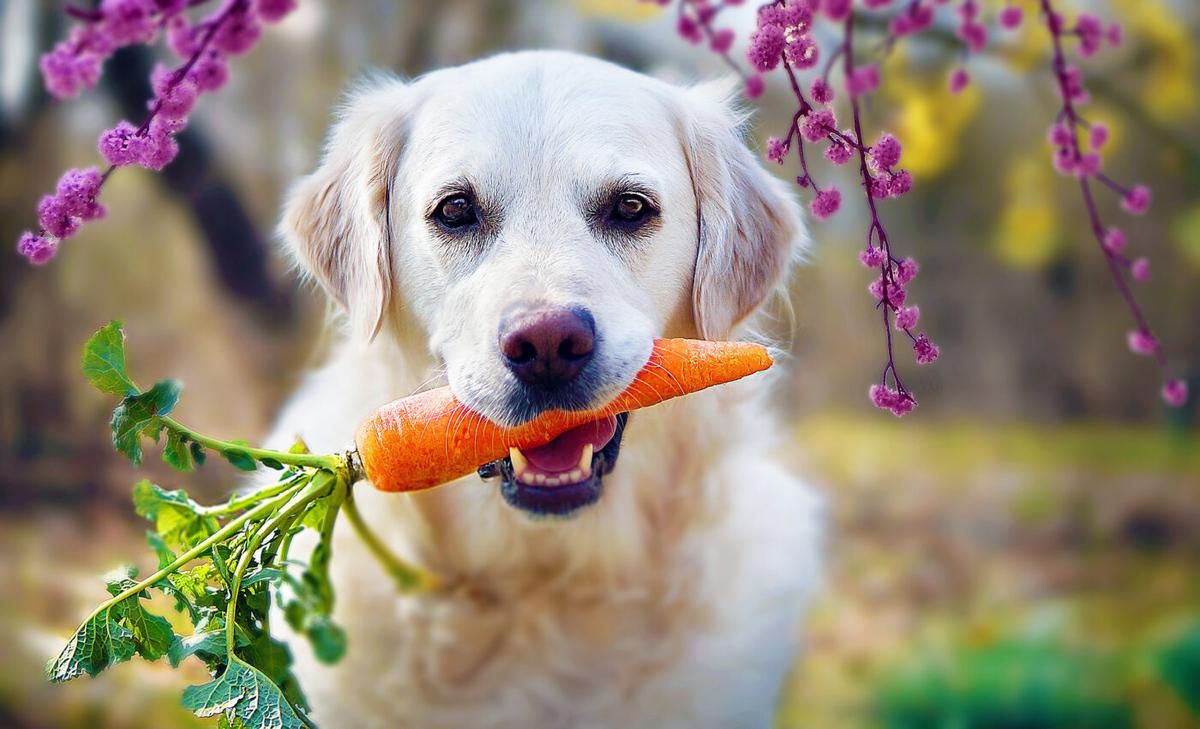 A dog's preference for certain foods has a direct impact on motivation