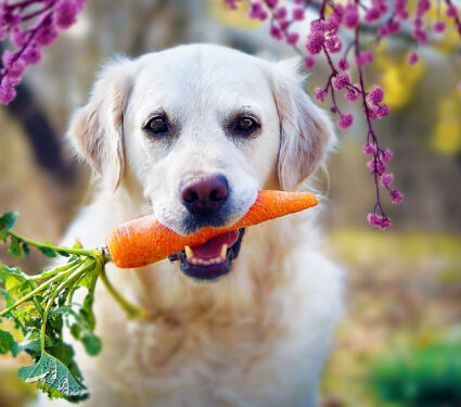 Dog,Holds,Carrot,In,Its,Mouth