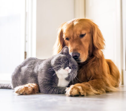 British,Cat,And,Golden,Retriever