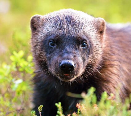Wolverine,(gulo,Gulo),Portrait.,Wolverine,Face,Closeup.