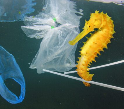 Plastic-waste-3.jpg