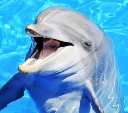 Front,Head,Of,Bottlenose,Dolphin,(tursiops,Truncatus),With,An,Open