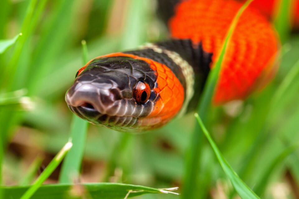 Dipsadine snakes have skulls that evolve to fit their needs
