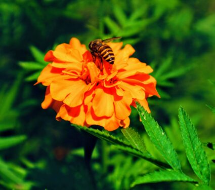 Floral-interventions.jpg