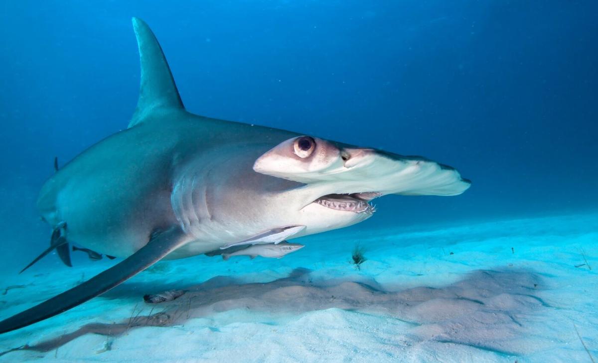 Sharks need better protection to maintain functional diversity