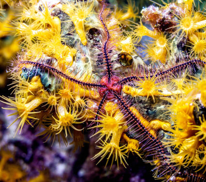 Brittle,Stars,Or,Ophiuroids,Are,Echinoderms,In,The,Class,Ophiuroidea