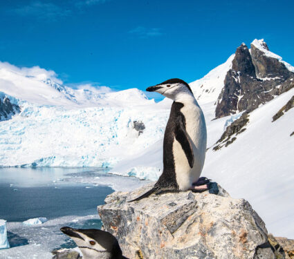 Chinstrap,Penguin,,Antarctica,,January,2019
