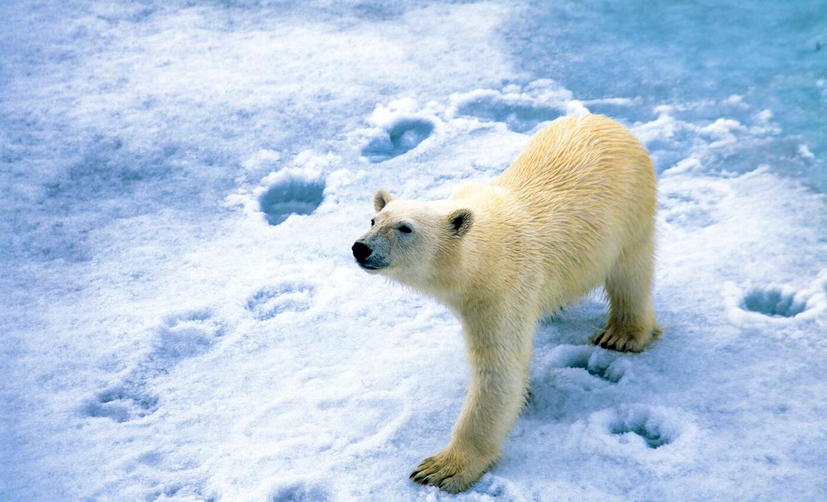 Footprint DNA helps scientists monitor elusive animals like polar bears