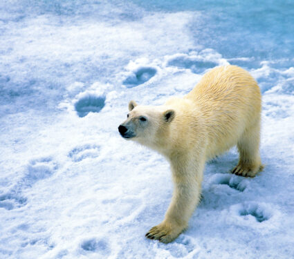 Polar,Bear,On,The,Ice,Sniffing,In,The,Air