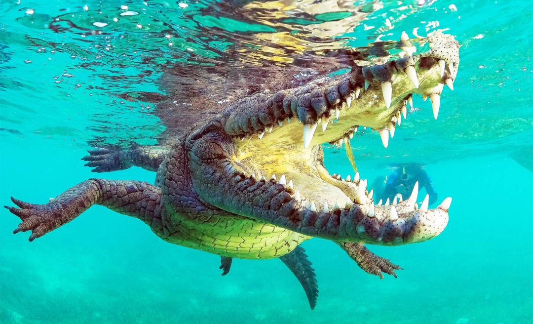 Crocodile family tree: 250 million years of crocodile evolution - Earth.com