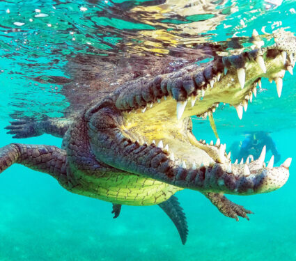 2023/12/crocodile_underwater_1medium-1.jpg