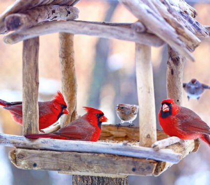 Rustic,Style,Birds,Feeder