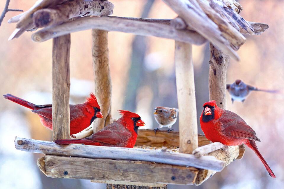 Bird feeding benefits people as much as birds