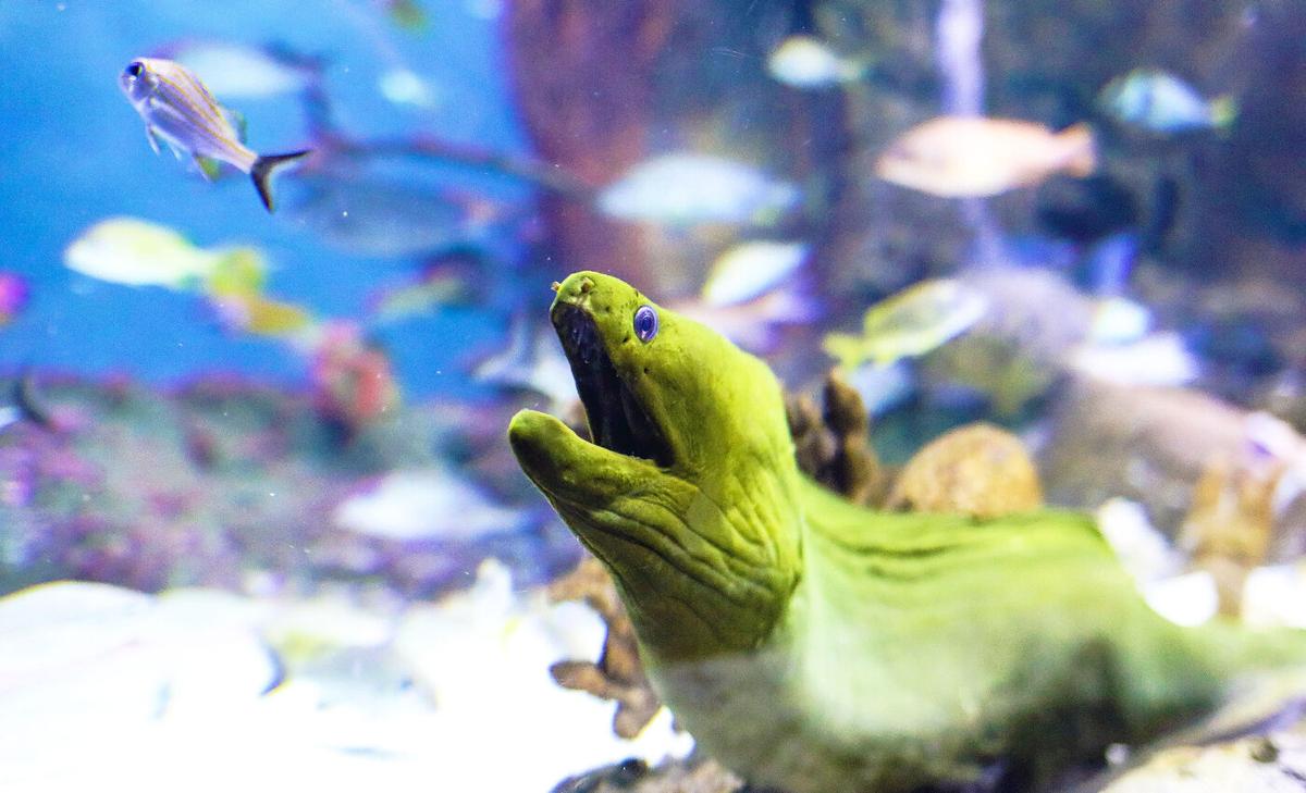 Electric eels can genetically modify other creatures by shocking them