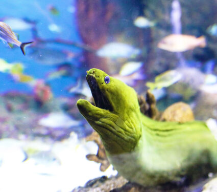 A,Moray,Eel,In,An,Aquarium