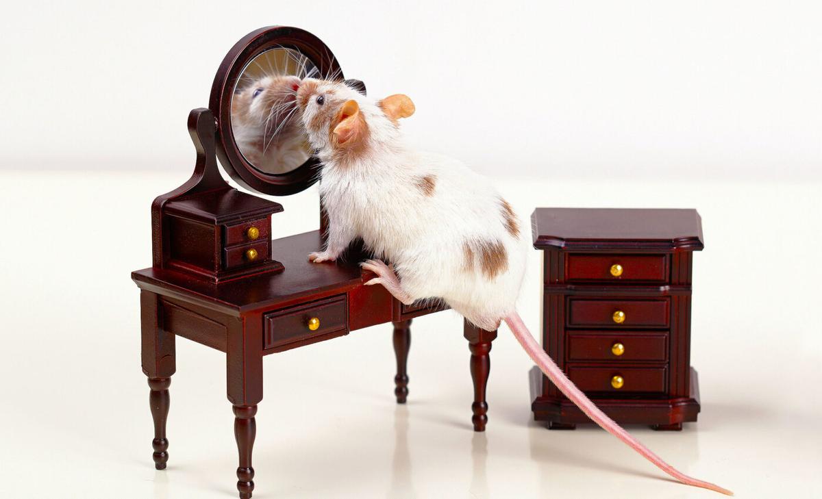 Mice pass the mirror test. Does that mean they are self-aware?