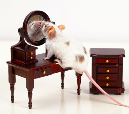 Funny,Mouse,And,Its,Reflection,In,Mirror