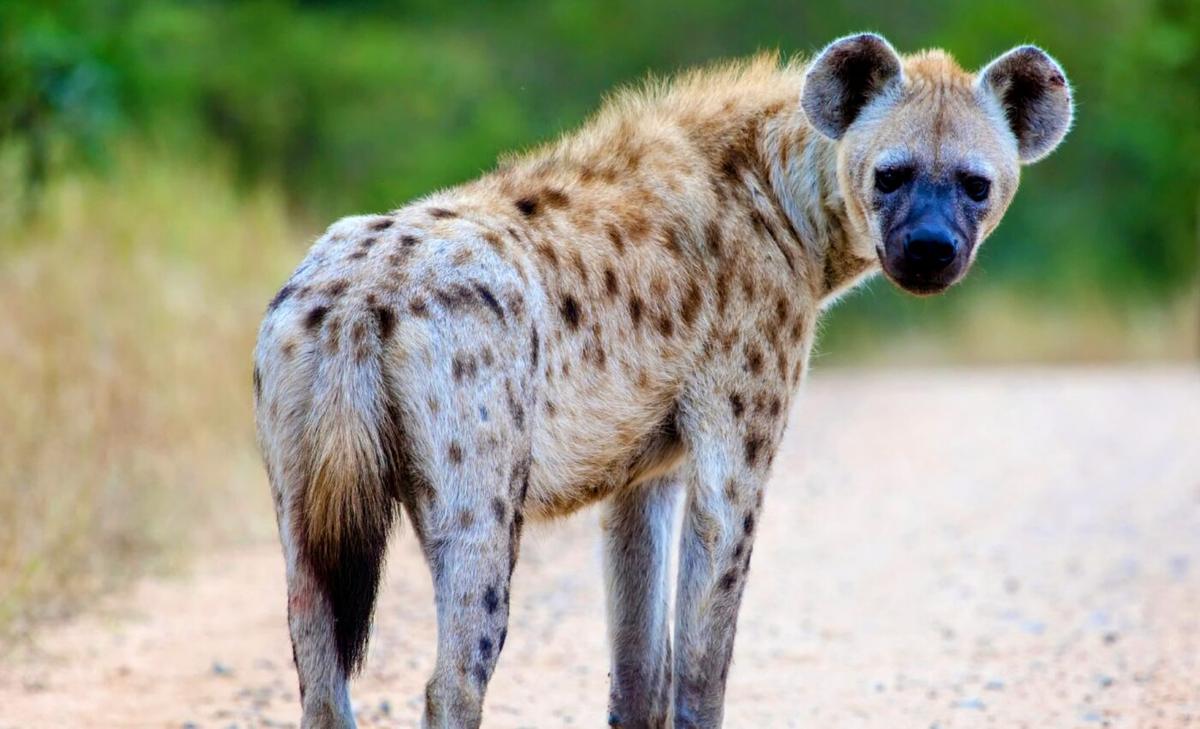 "Friendly" hyenas more likely to engage in mobbing behavior