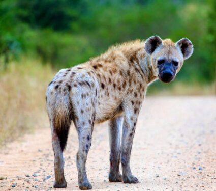 Hyena-behavior.jpg