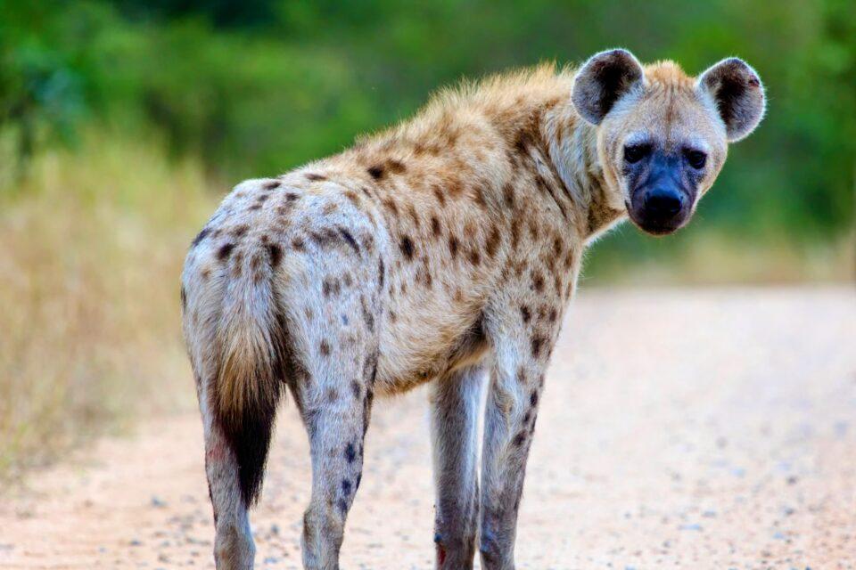 "Friendly" hyenas more likely to engage in mobbing behavior