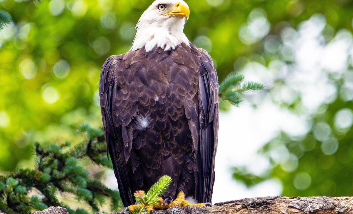 People are a greater threat to wildlife than climate change or anything else